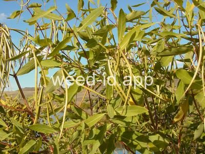 dogbane, hemp
