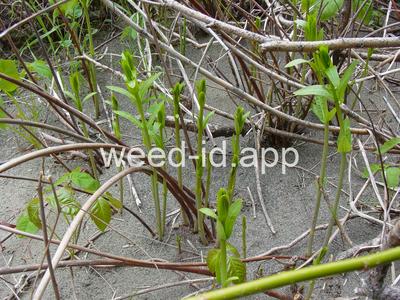 dogbane, hemp