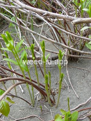 dogbane, hemp