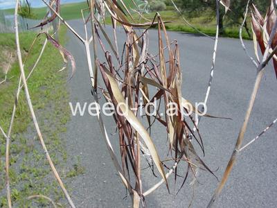 dogbane, hemp