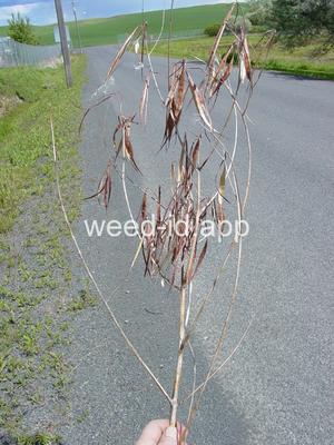 dogbane, hemp