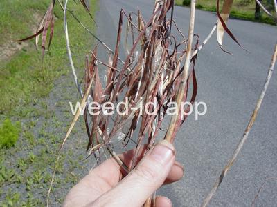 dogbane, hemp