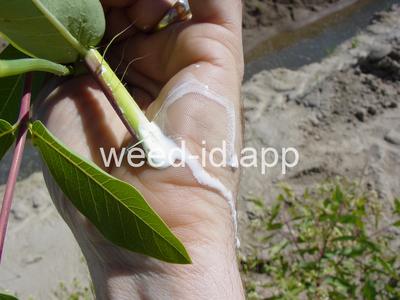 dogbane, hemp