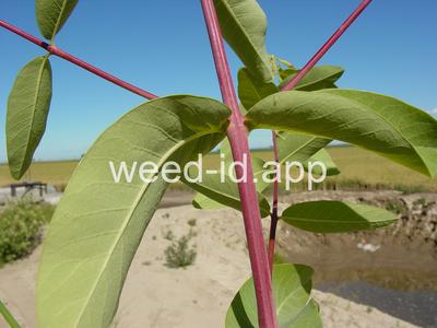 dogbane, hemp