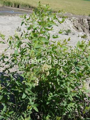 dogbane, hemp