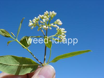 dogbane, hemp