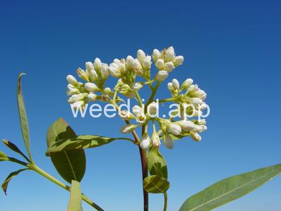 dogbane, hemp