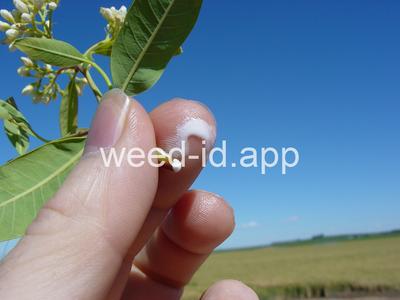 dogbane, hemp