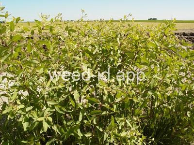dogbane, hemp
