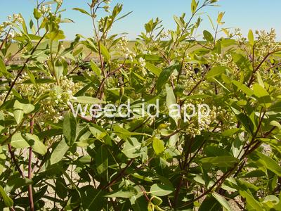 dogbane, hemp