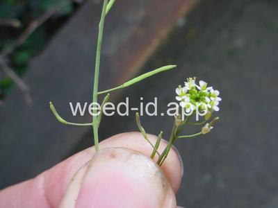 cress, mouse-ear