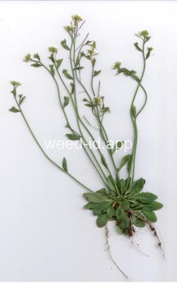 cress, mouse-ear