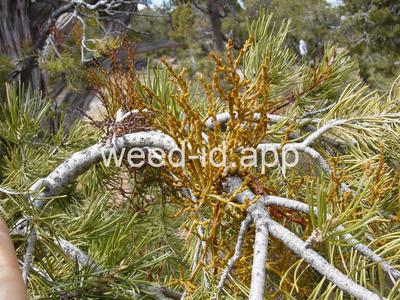 Arceuthobium divaricatum