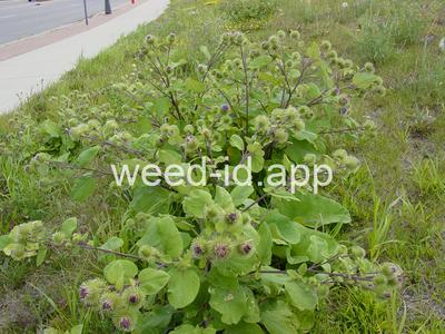 burdock, great