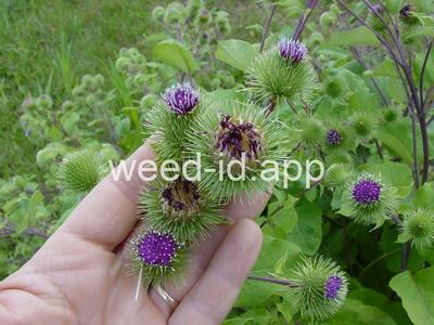 burdock, great