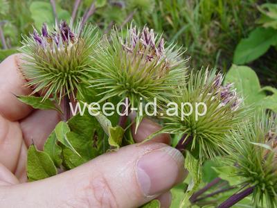 burdock, great