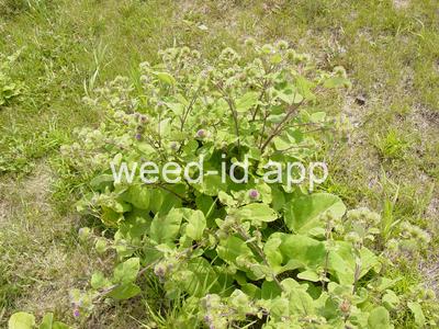 burdock, great