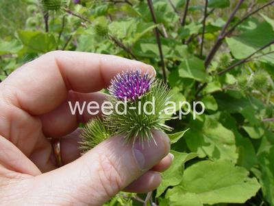 burdock, great
