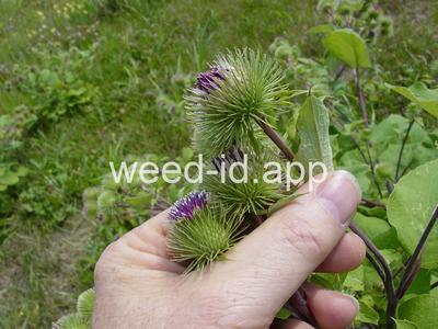 burdock, great
