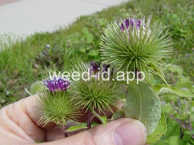 burdock, great