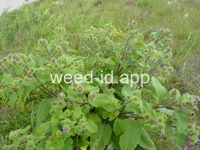burdock, great
