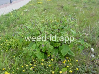 burdock, great