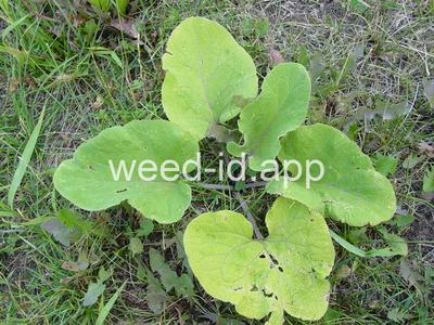 burdock, great