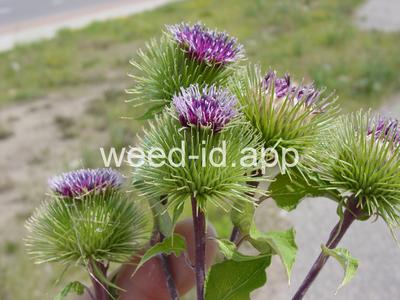burdock, great