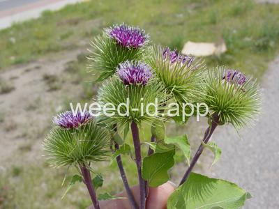burdock, great