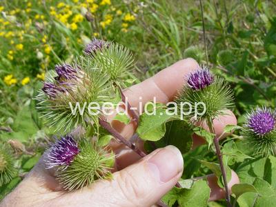 burdock, great