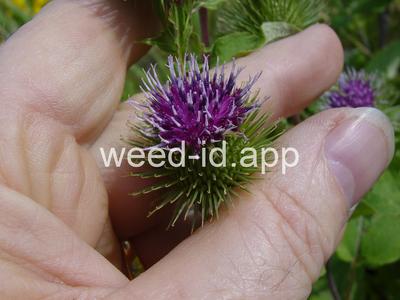burdock, great