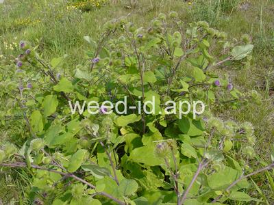 burdock, great