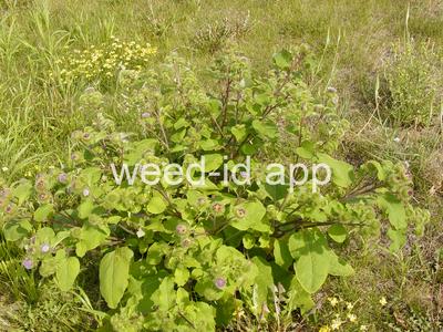 burdock, great