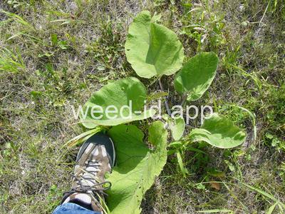 burdock, great