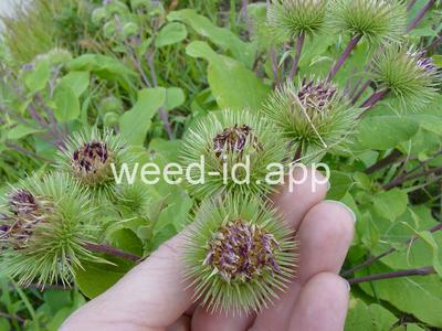burdock, great