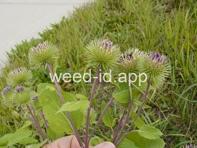 burdock, great