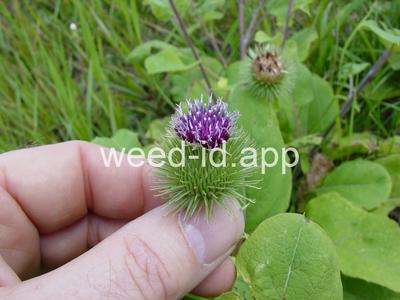 burdock, great