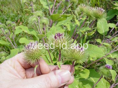 burdock, great