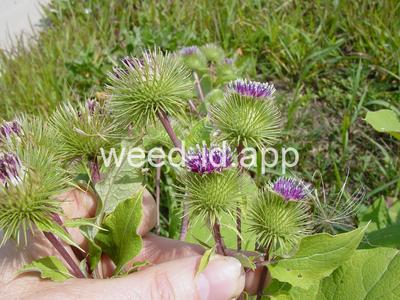 burdock, great
