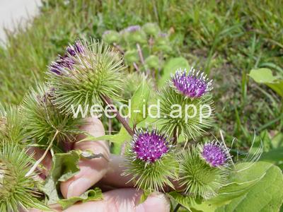 burdock, great