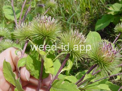 burdock, great