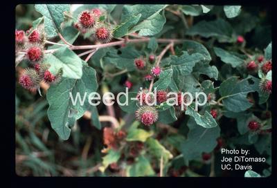 burdock, great