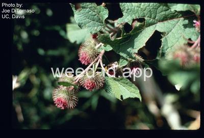 burdock, great