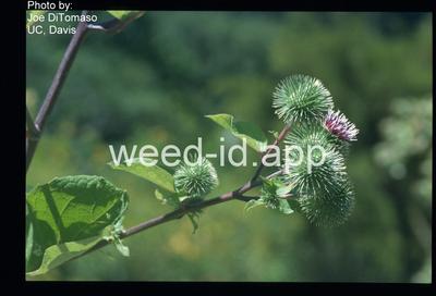 burdock, great