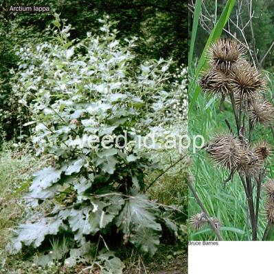 burdock, great