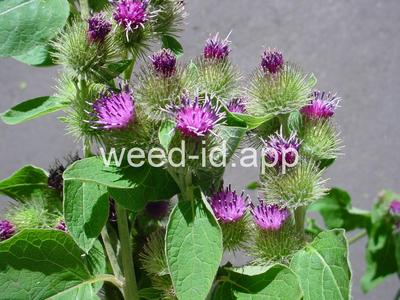 burdock, common