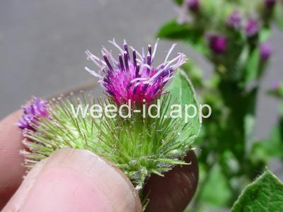 burdock, common