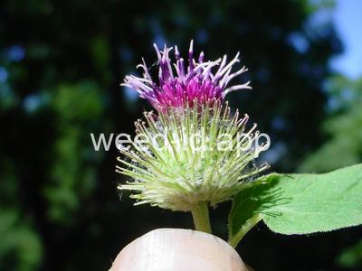 burdock, common