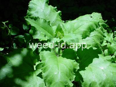 burdock, common