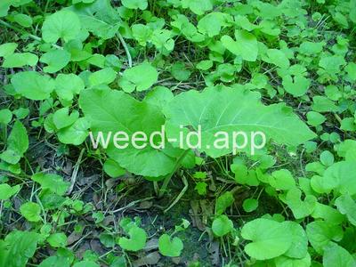 burdock, common